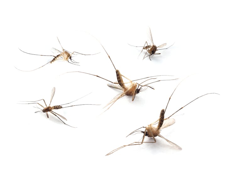 cornmeal food often contains dead insects