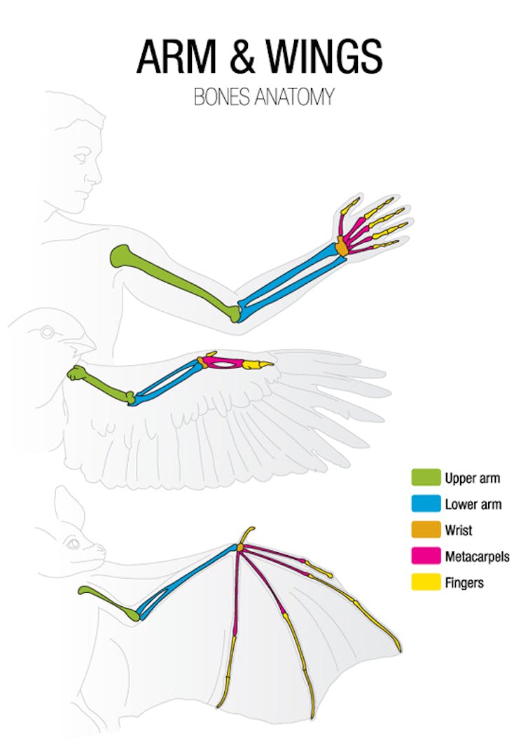 Curious Kids: why bats sleep upside down, and other stories of animal adaptation