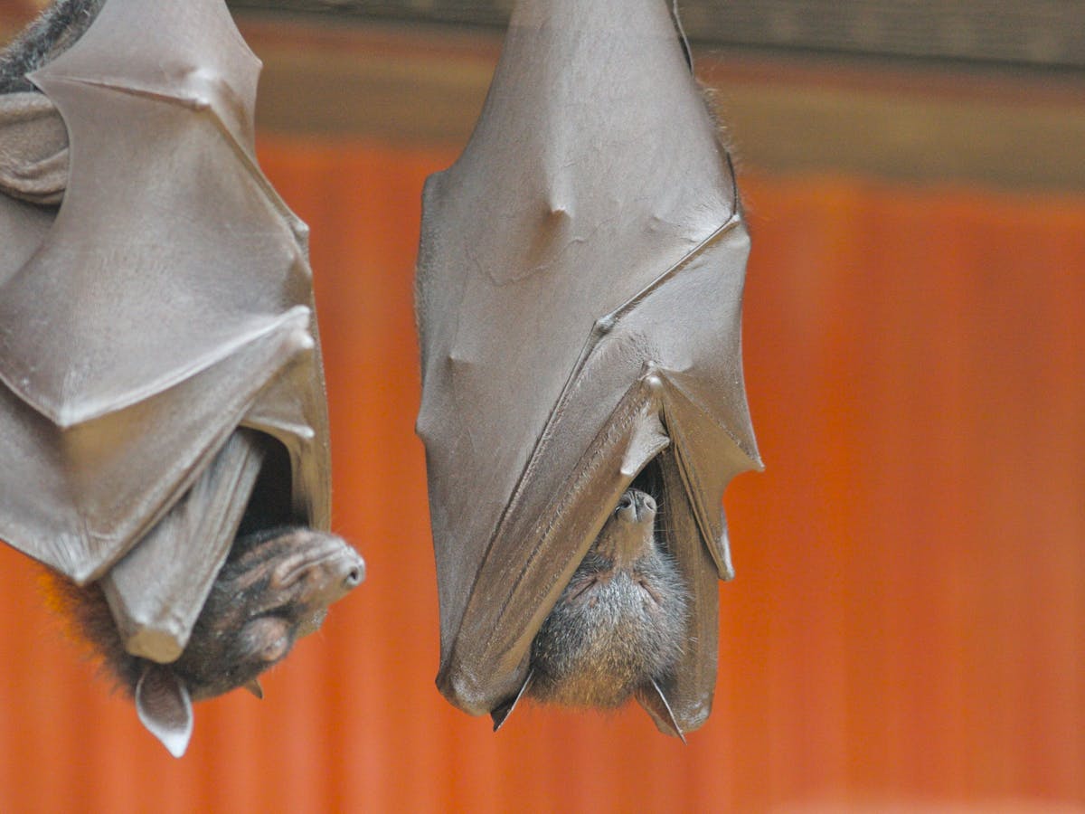 Curious Kids: why bats sleep upside down, and other stories of animal adaptation Curious Kids: why bats sleep upside down, and other stories of animal adaptation