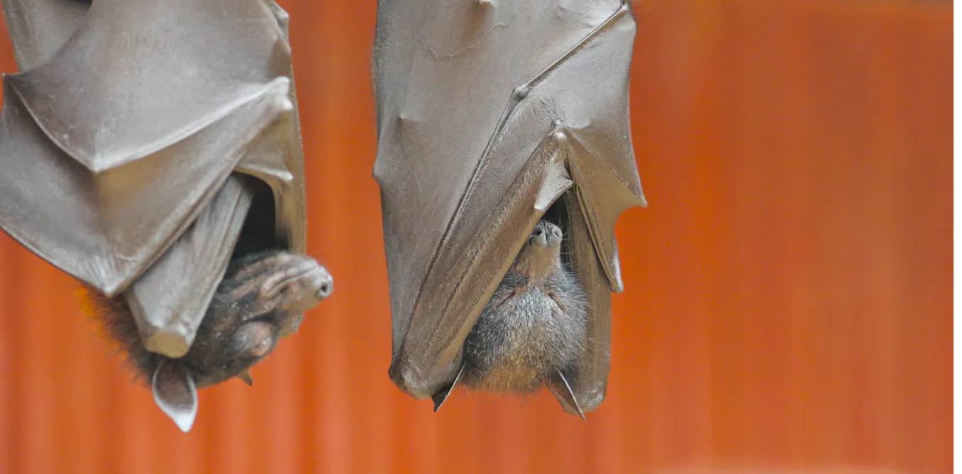 Curious Kids: why bats sleep upside down, and other stories of animal ...