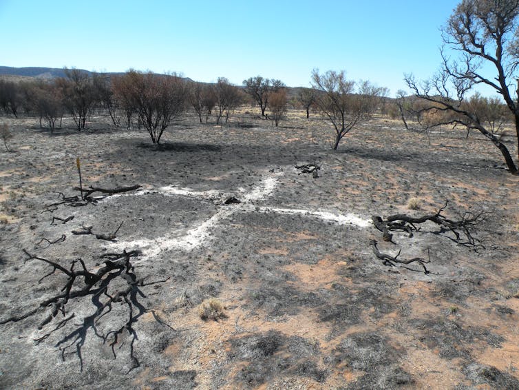 The summer bushfires you didn't hear about, and the invasive species fuelling them