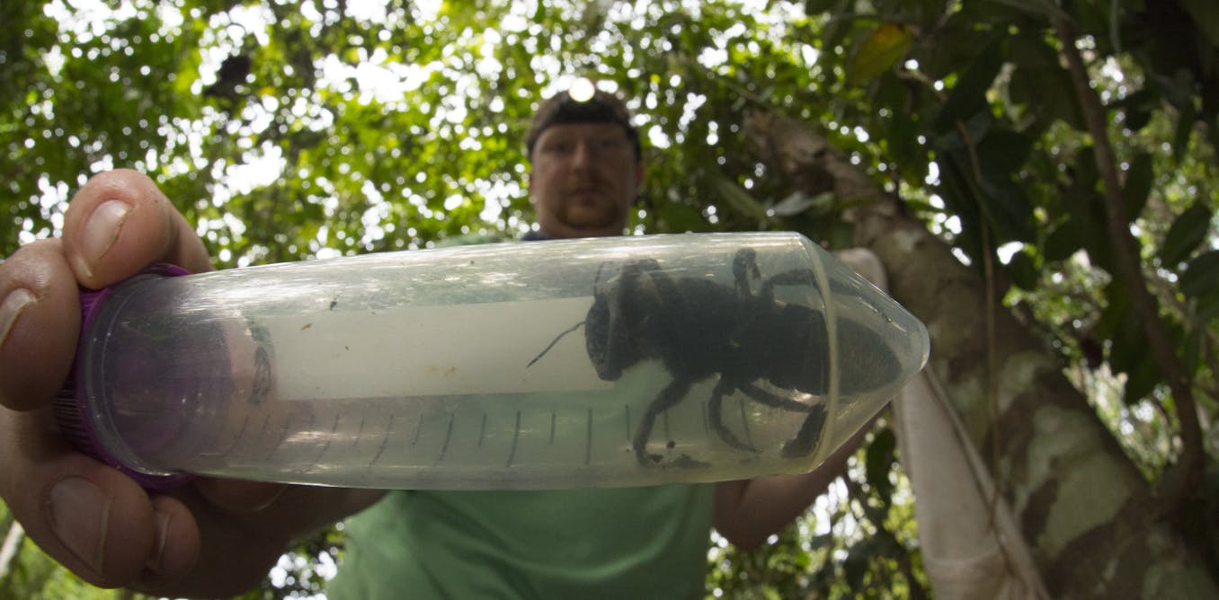 Lebah Raksasa Wallace