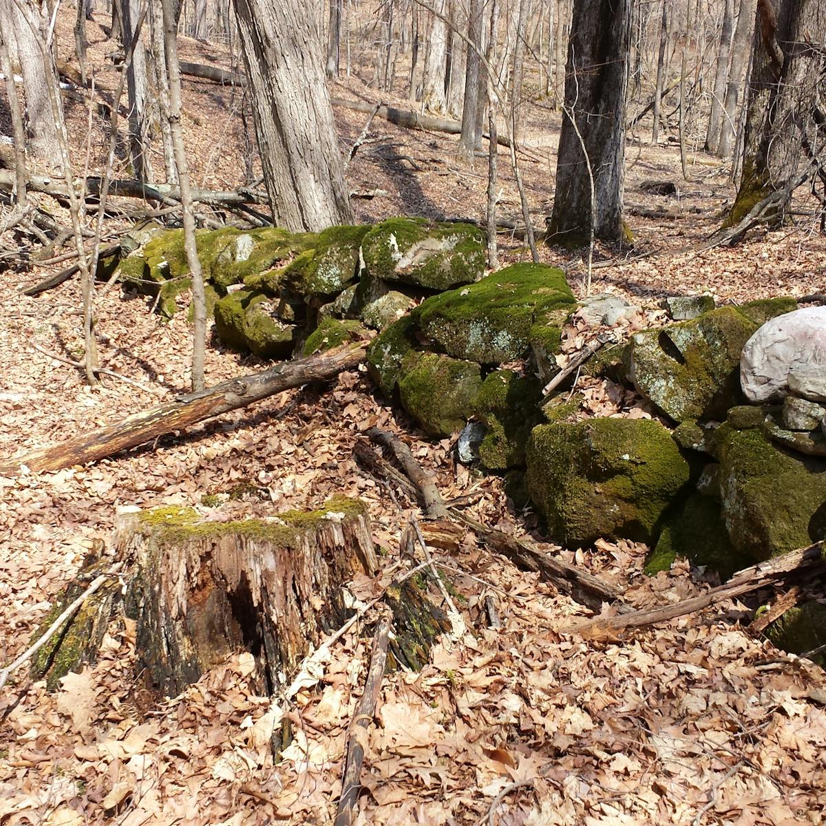 Old Stone Walls Record The Changing Location Of Magnetic North