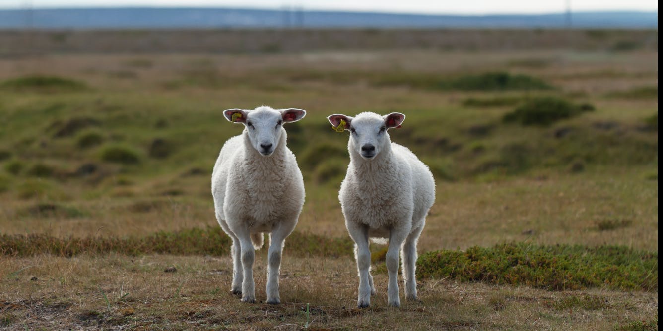 Lamb Fever - Lamb Care Australia