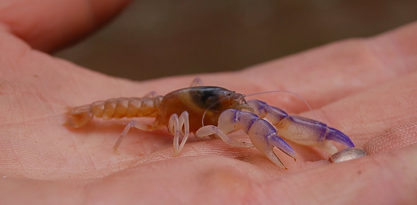 Photo of Margaret River Burrowing Crayfish