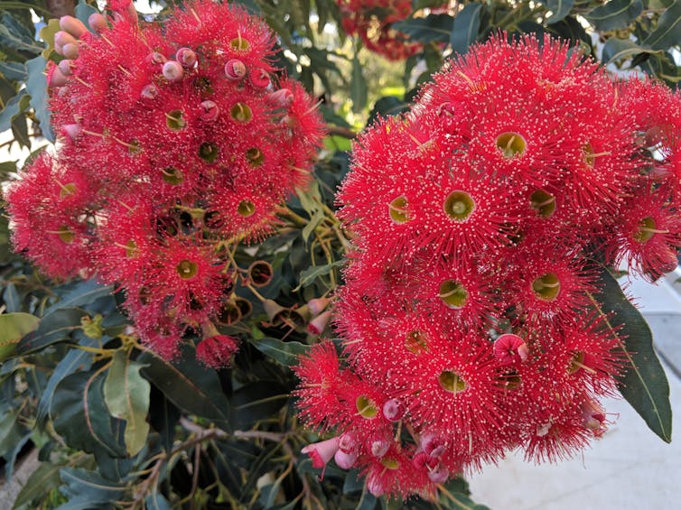 A detailed eucalypt family tree helps us see how they came to dominate Australia