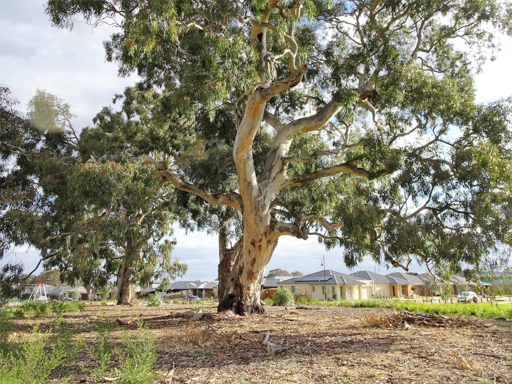 australian trees