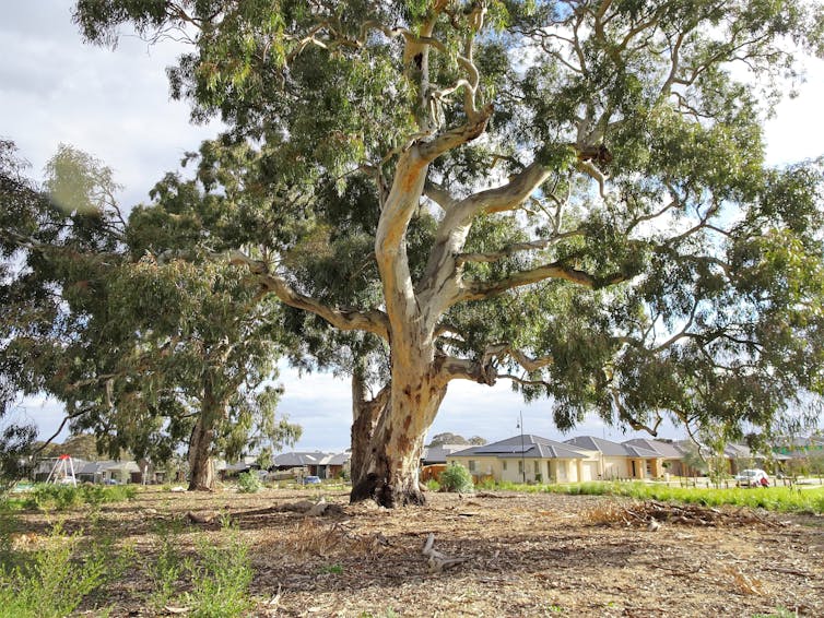 A detailed eucalypt family tree helps us see how they came to dominate Australia