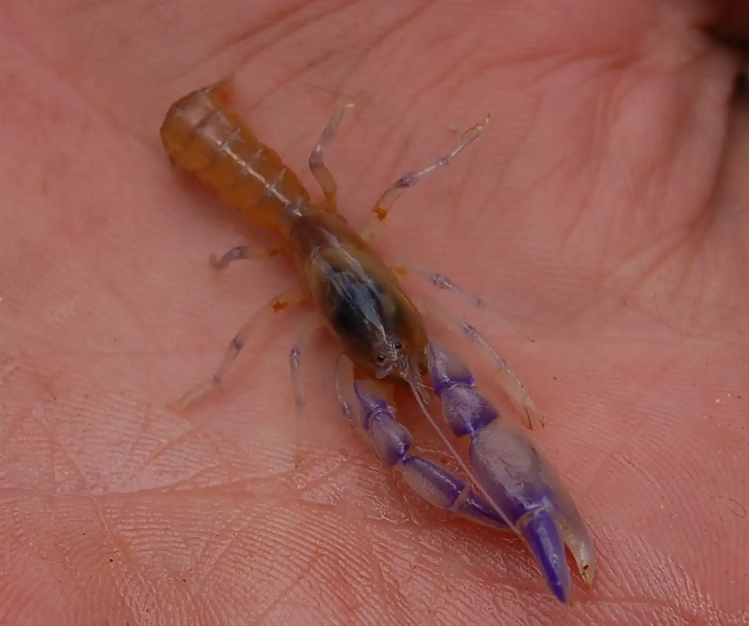 Australian endangered species: Margaret River burrowing crayfish