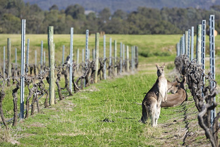 A warning for wine-lovers: climate change is messing with your favourite tipple's timing