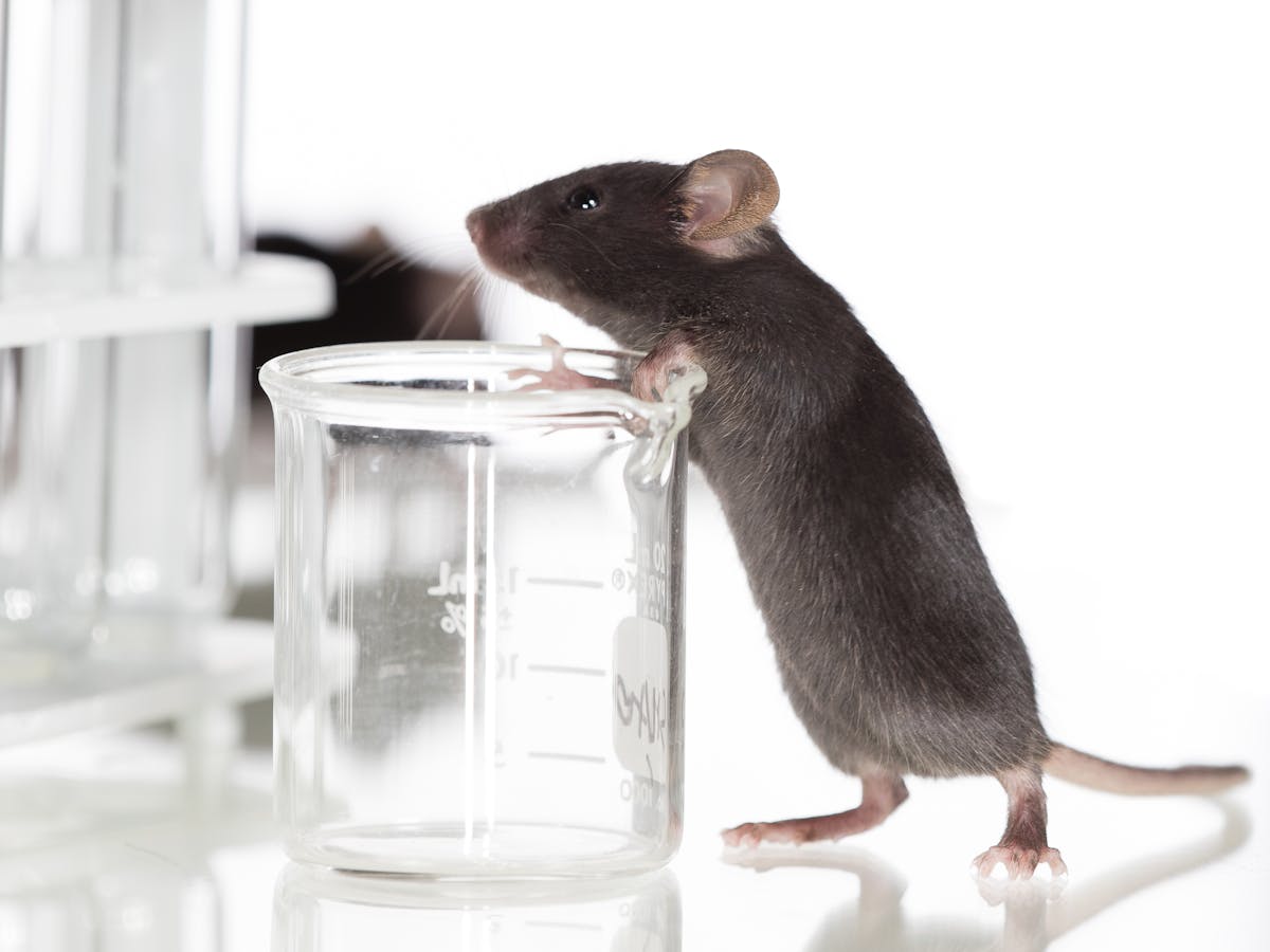 Australia's animal testing laws are a good start, but don't go far enough