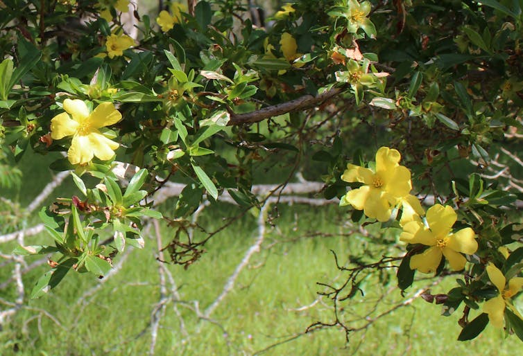 Guinea flowers are fierce and golden