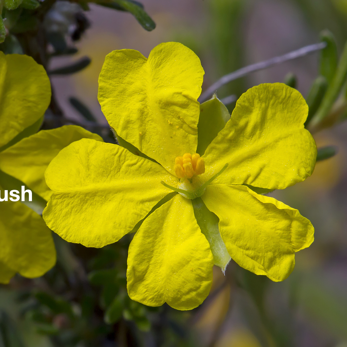 Guinea Flowers Are Fierce And Golden