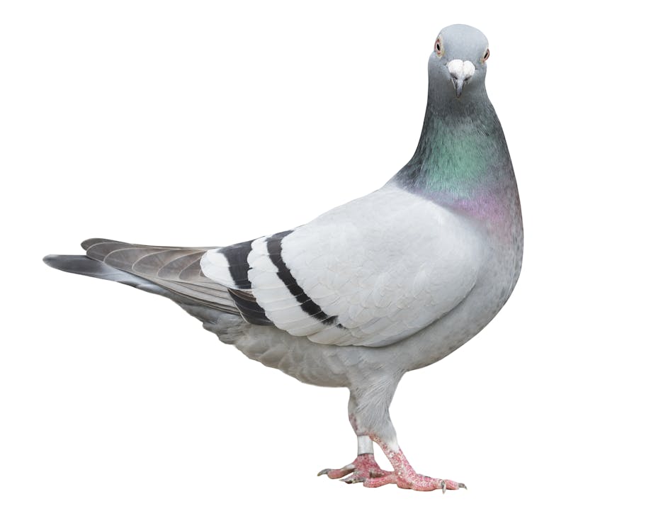Image result for pigeon