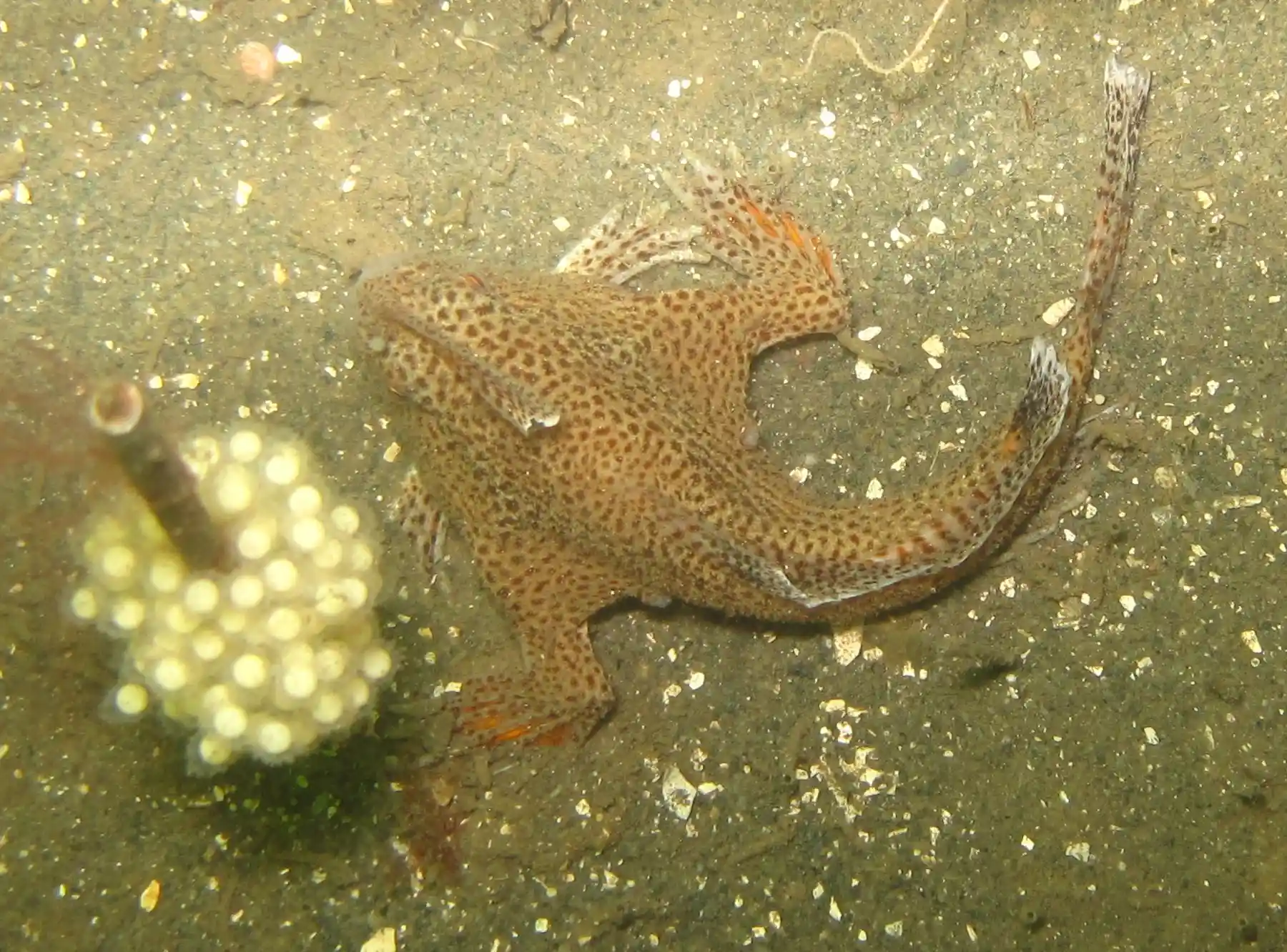 Australian endangered species: Spotted Handfish