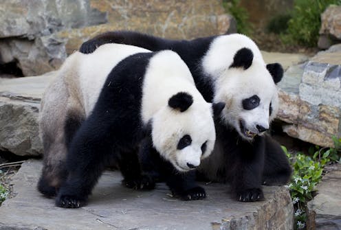 Pandanomics is a grey area, but to us the value of giant pandas is black and white
