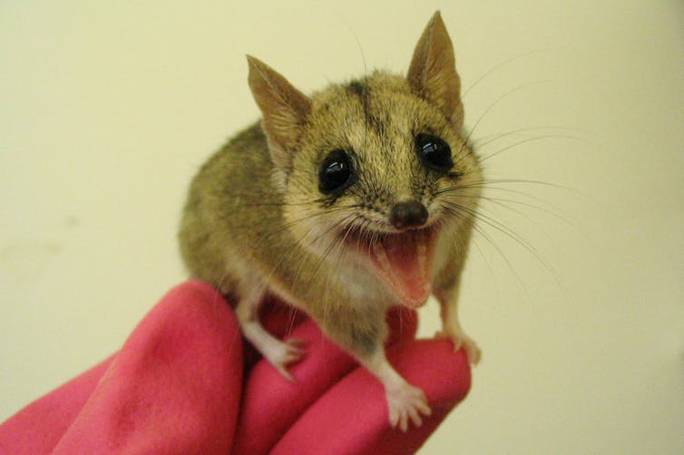 giving marsupials scents from suitors helps breeding programs