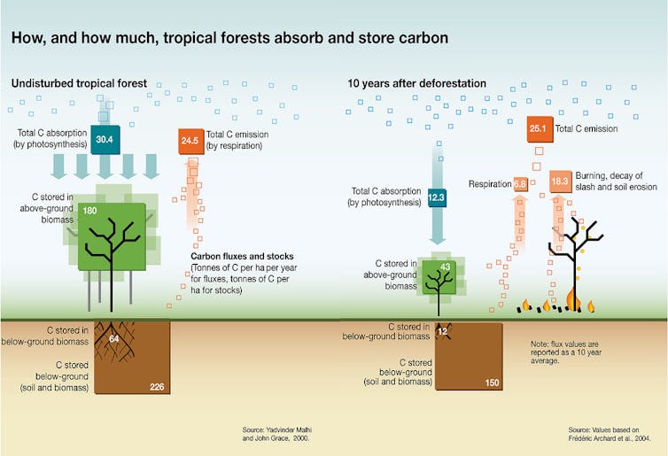 Restoring tropical forests isn't meaningful if those forests only stand for 10 or 20 years
