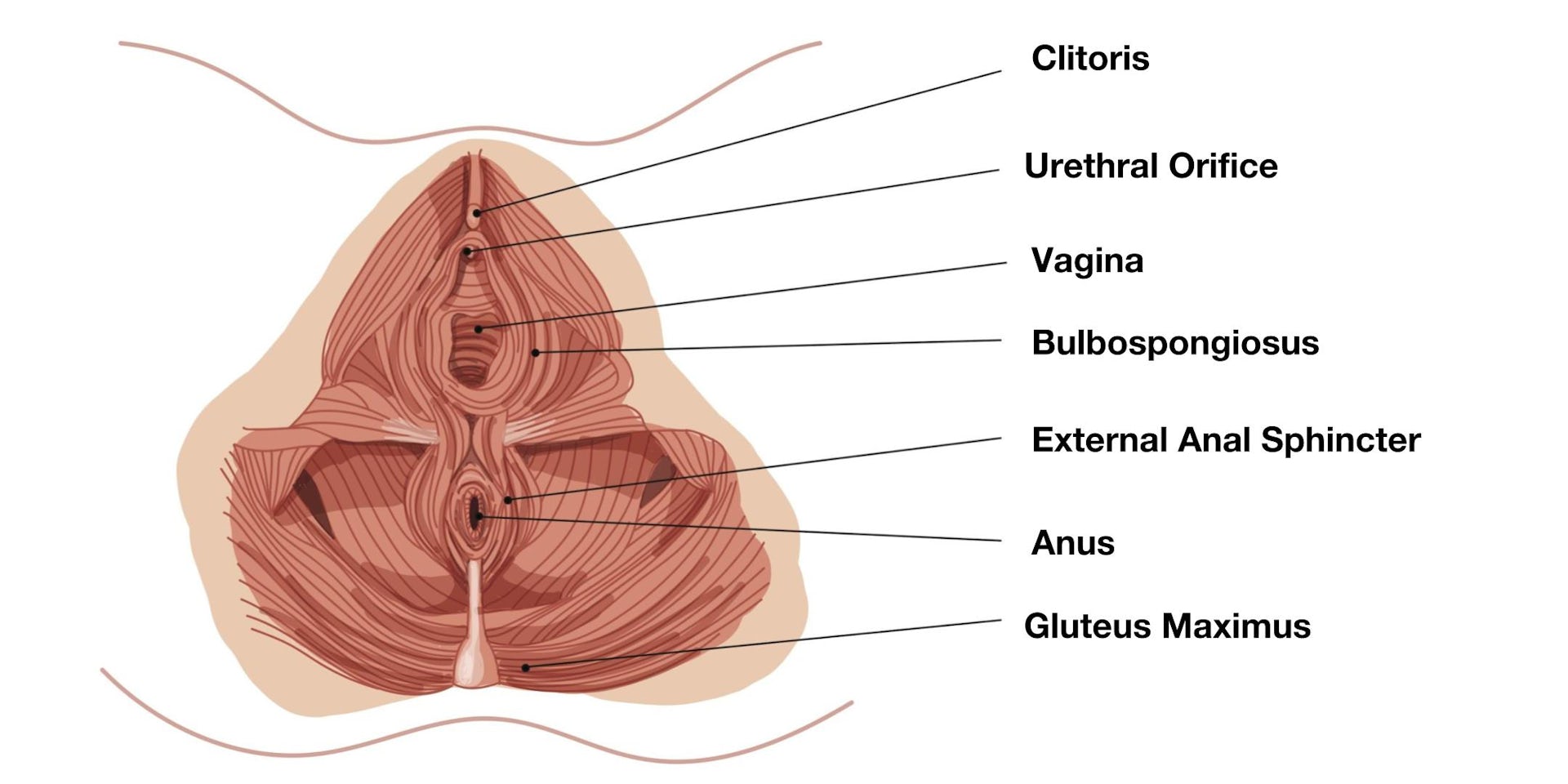 What muscles outlet do kegels work