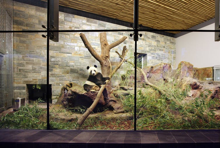 Pandanomics is a grey area, but to us the value of giant pandas is black and white