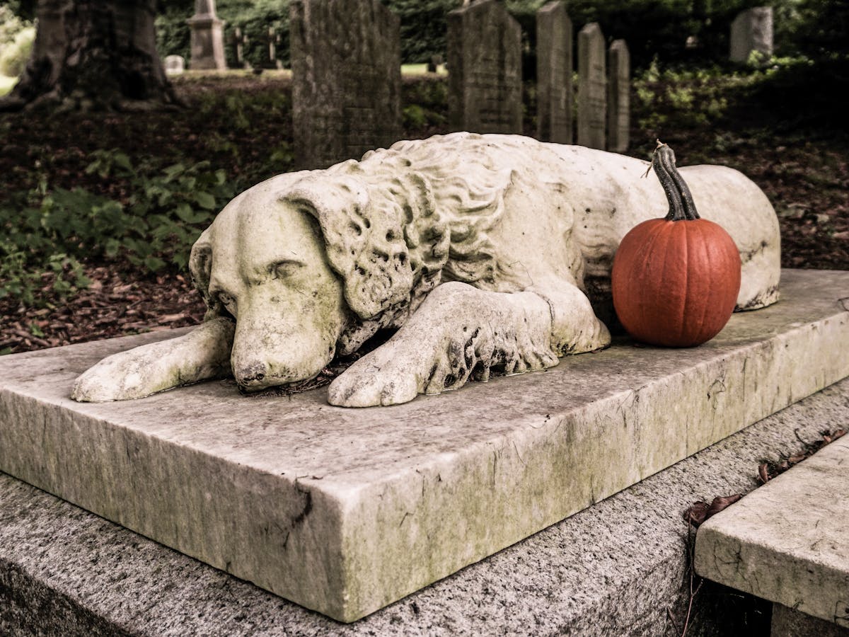 Why You Shouldnt Bury Your Pet In The Backyard Why You Shouldnt Bury Your Pet In The Backyard