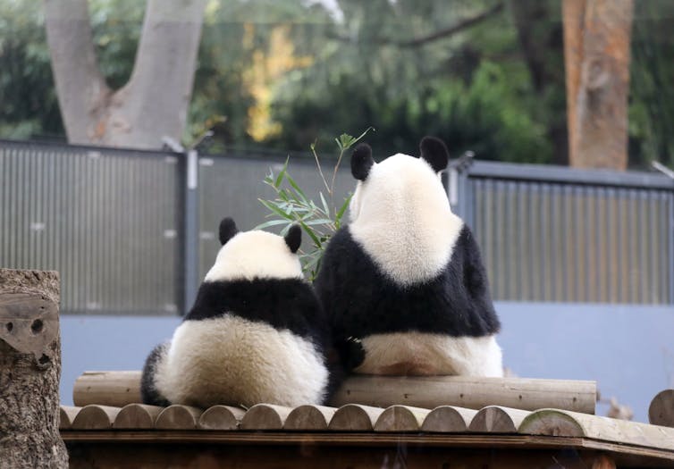 Pandanomics is a grey area, but to us the value of giant pandas is black and white