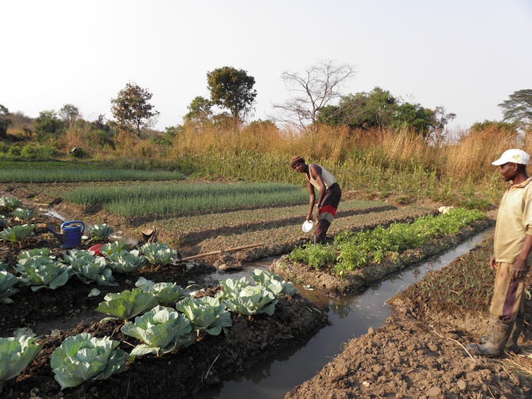 Irrigating Africa: can small-scale farmers lead the way?