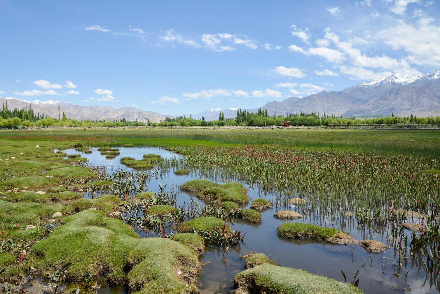 Wetland in Leh Ladakh, India. 