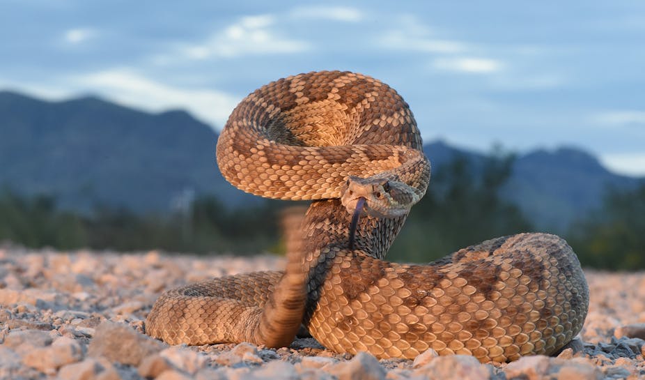 Venomous or Not Snake Quiz - A-Z Animals