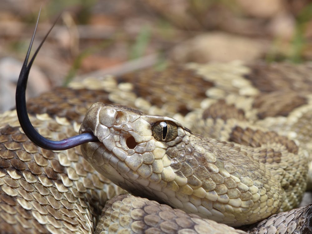 Snake venom can vary in a single species — and it's not ...