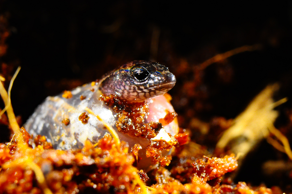 File:Salamandre.png - Wikimedia Commons