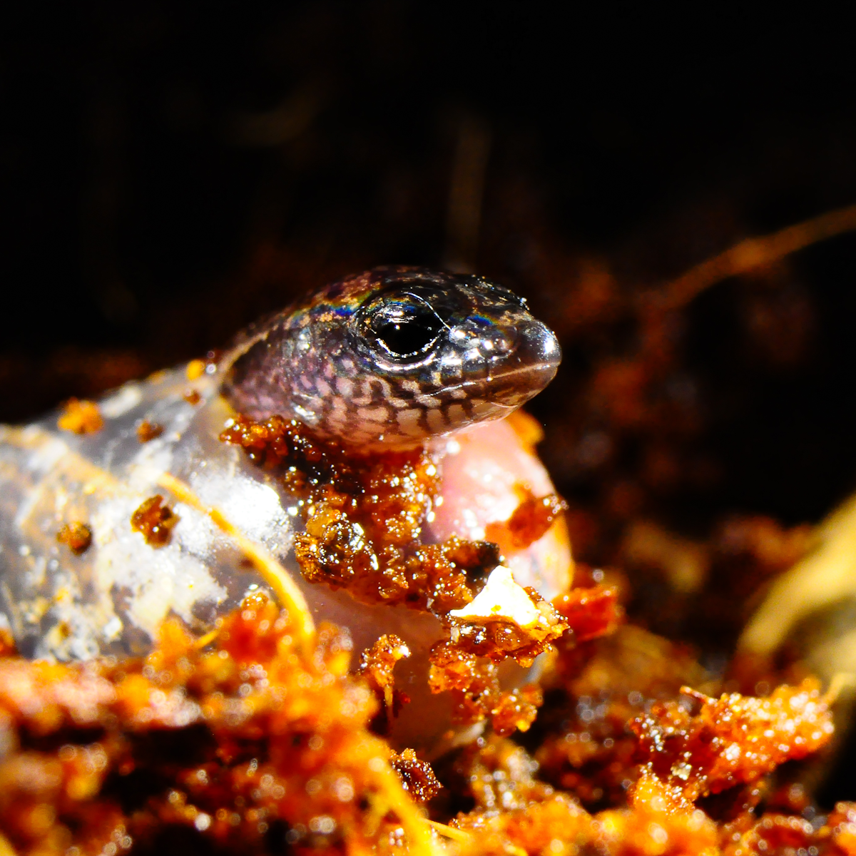 The first known case of eggs plus live birth from one pregnancy in a tiny lizard The first known case of eggs plus live birth from one pregnancy in a tiny lizard