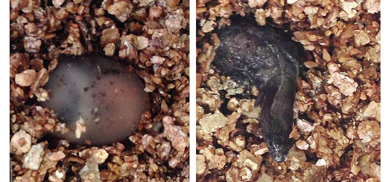 The first known case of eggs plus live birth from one pregnancy in a tiny lizard