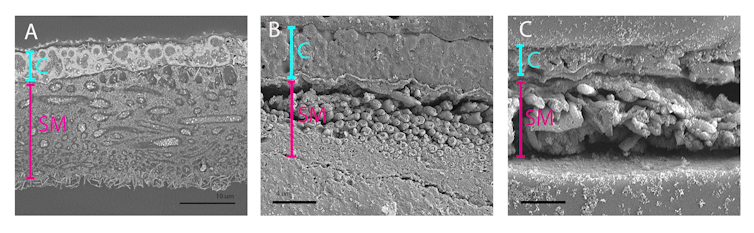 The first known case of eggs plus live birth from one pregnancy in a tiny lizard