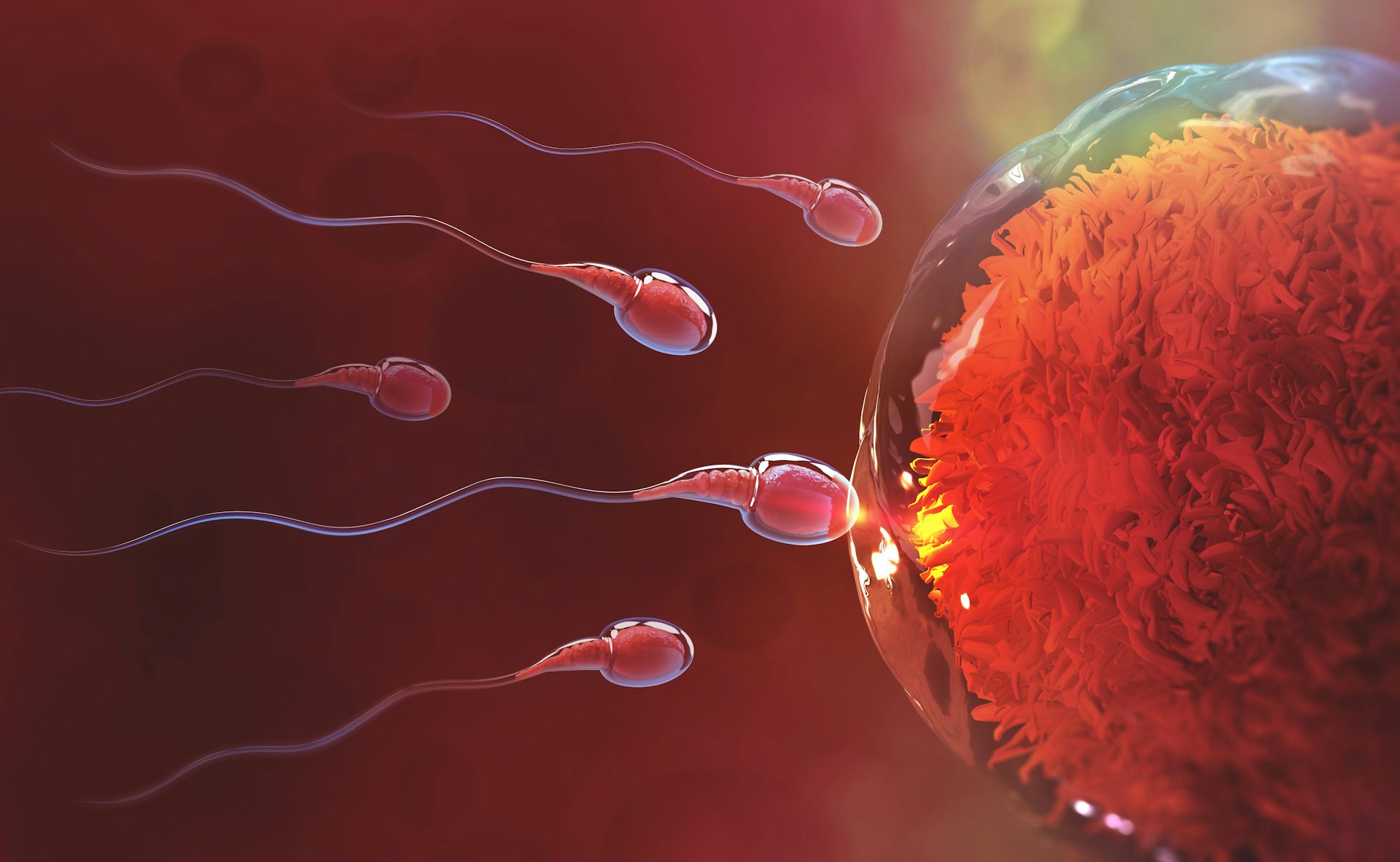 How we solved the mystery of the human sperm tail picture
