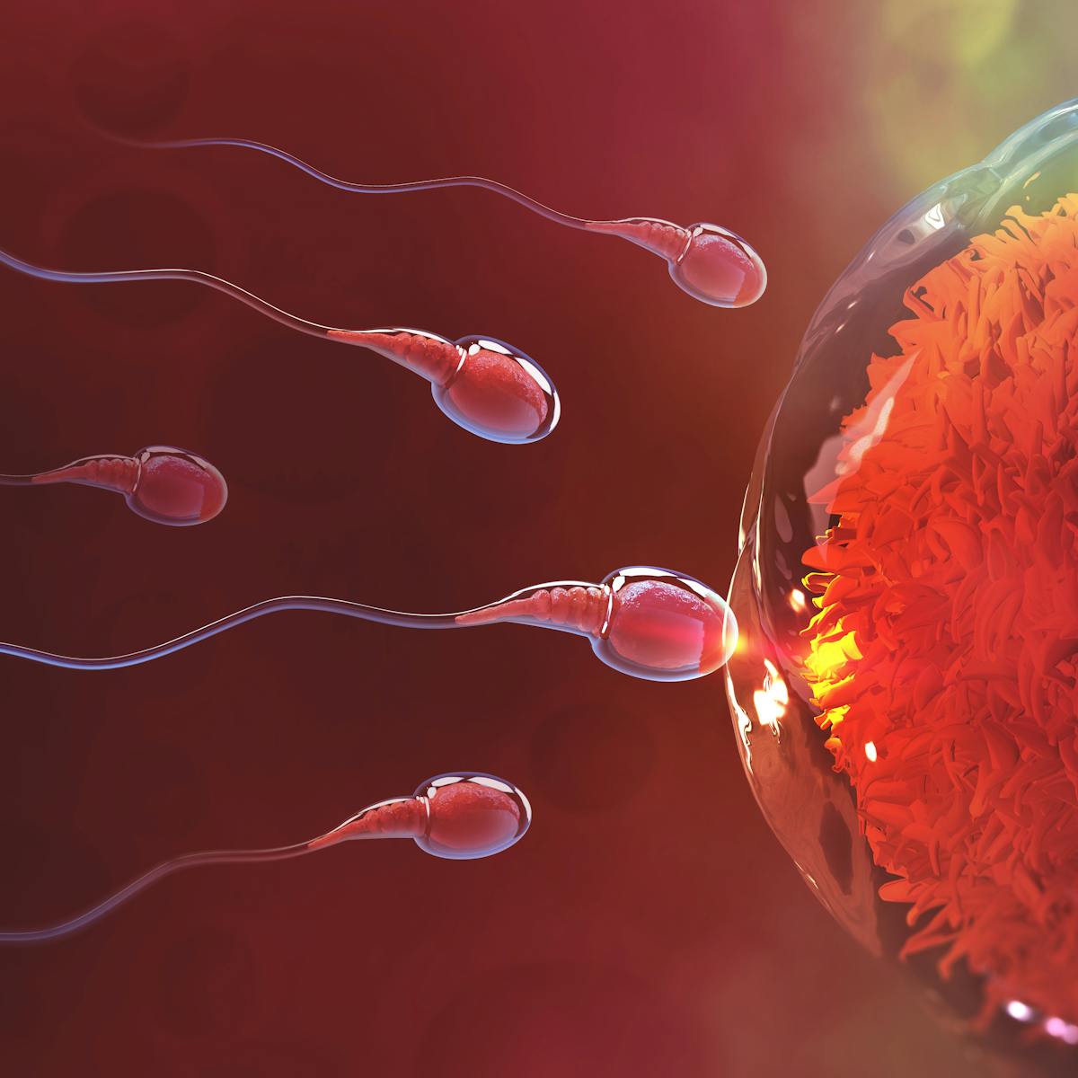 How we solved the mystery of the human sperm tail – and what it could mean  for the future of IVF