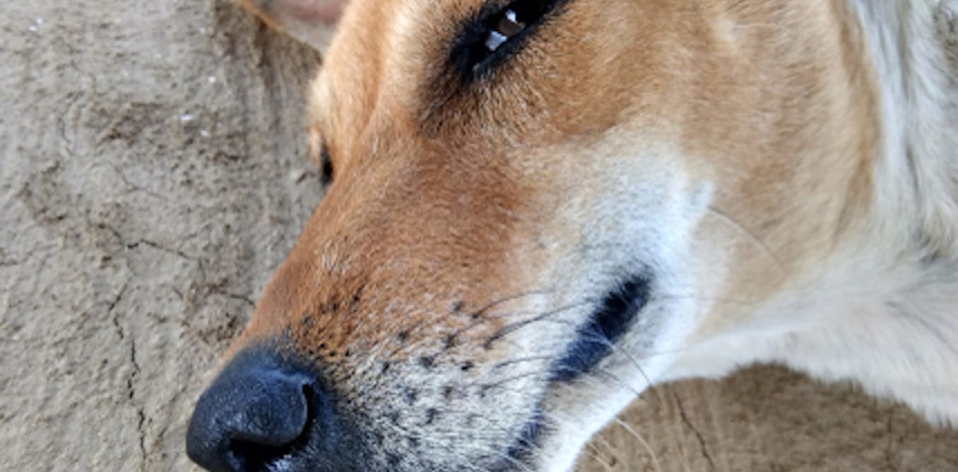 Your Pet On Pot Or Even Cbd Not A Good Thing A Vet Toxicologist Explains Your Pet On Pot Or Even Cbd Not A Good Thing A Vet Toxicologist Explains
