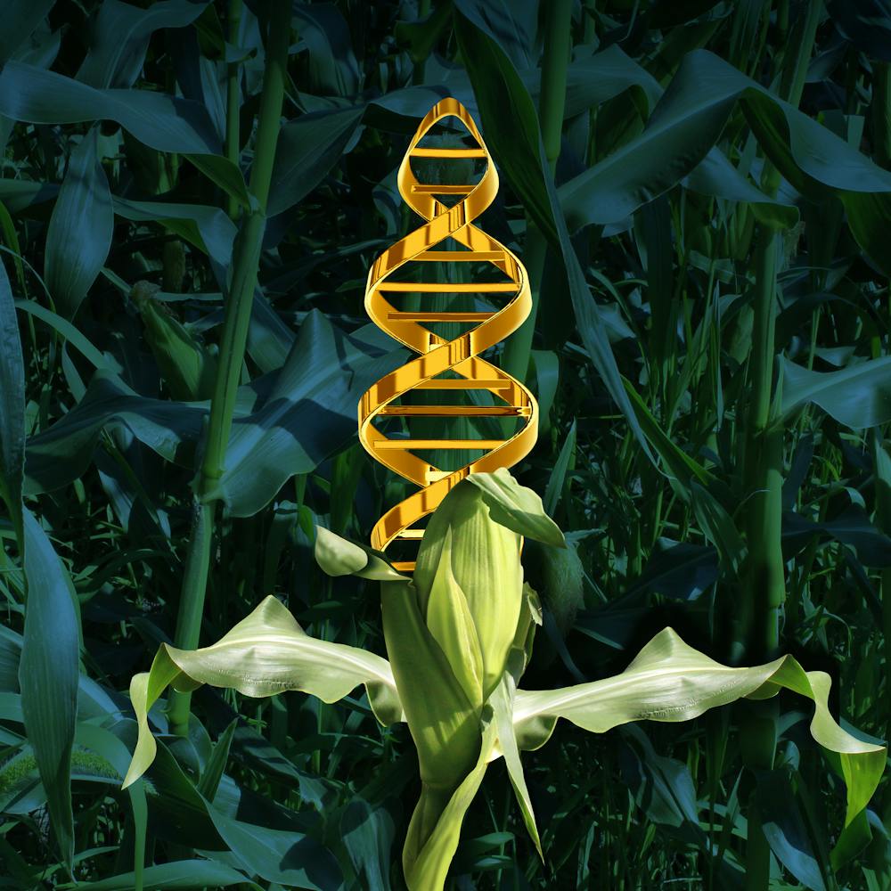 Will more genetically engineered foods be approved under the FDA's new