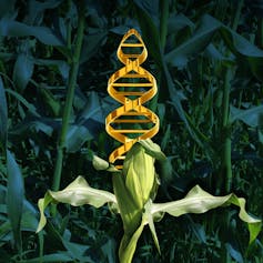 Will more genetically engineered foods be approved under the FDA's new leadership?