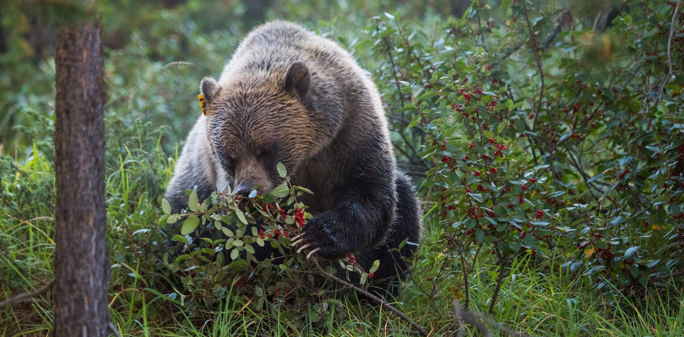 Alberta grizzly bears will feel the effects of climate change