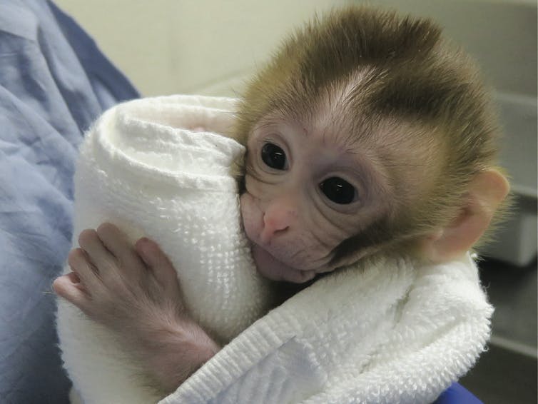 A 12-week-old baby female macaque, named Grady, was born from frozen testicular tissue. Oregon Health and Science University, CC BY-SA
