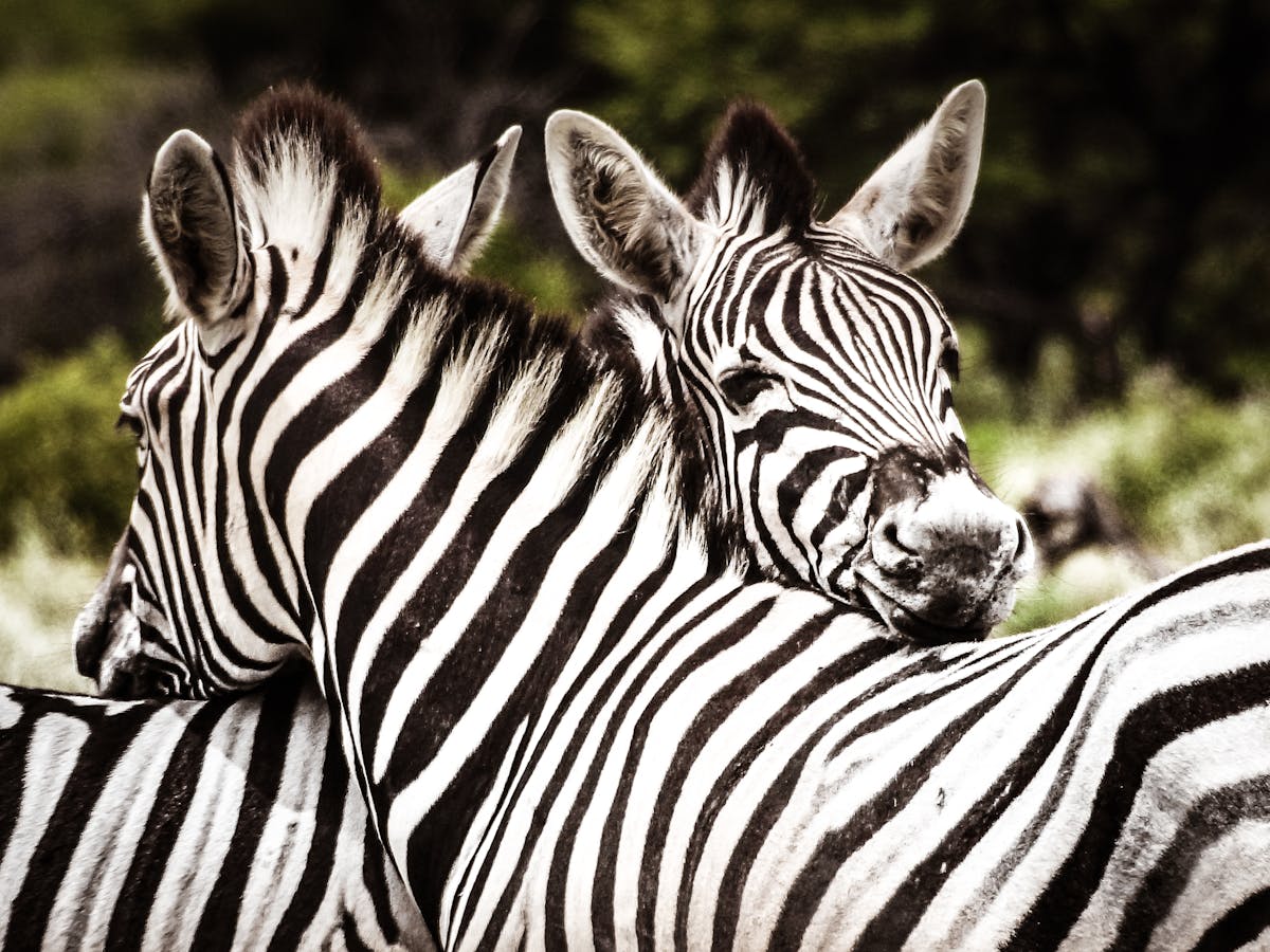 Pourquoi Les Zebres Ont Ils Des Rayures Pourquoi Les Zebres Ont Ils Des Rayures