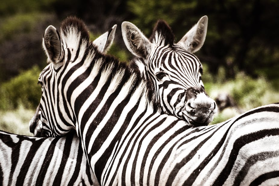Pourquoi Les Zebres Ont Ils Des Rayures Pourquoi Les Zebres Ont Ils Des Rayures