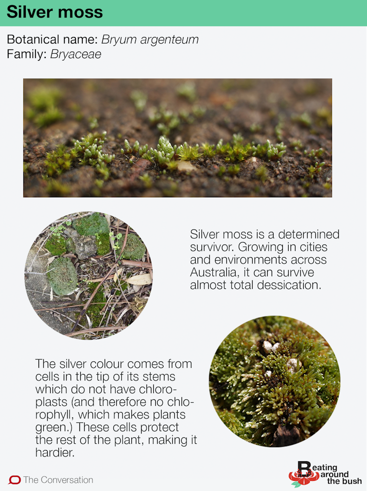 Silver moss is a rugged survivor in the city landscape