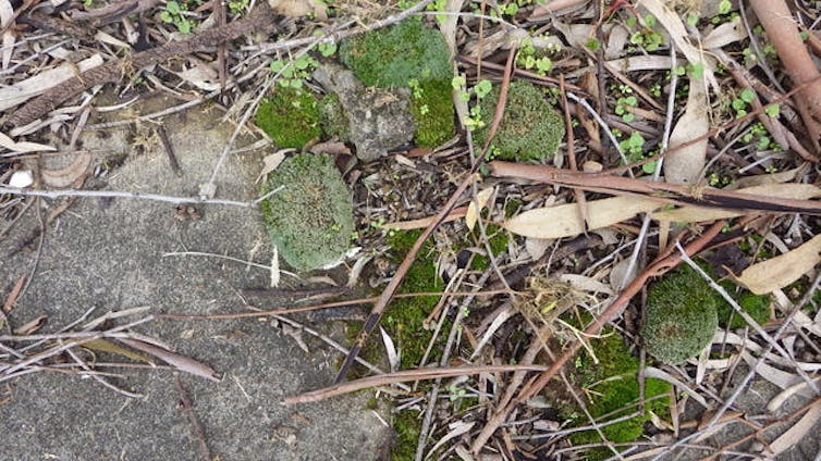 Silver moss is a rugged survivor in the city landscape