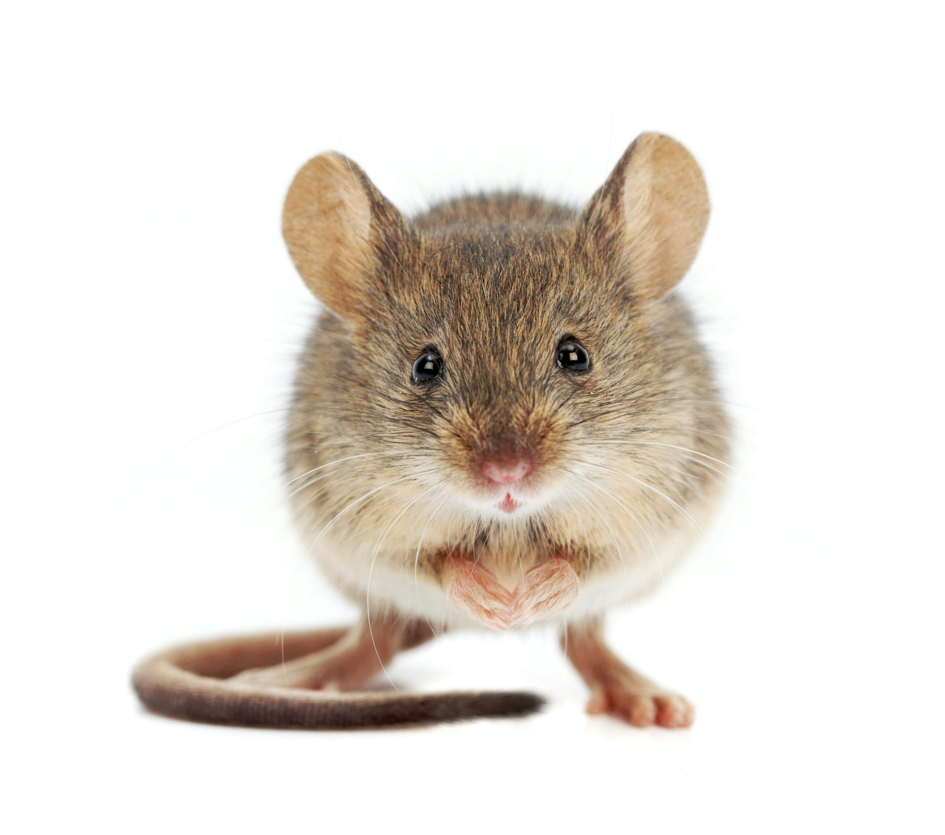 a picture of a mouse