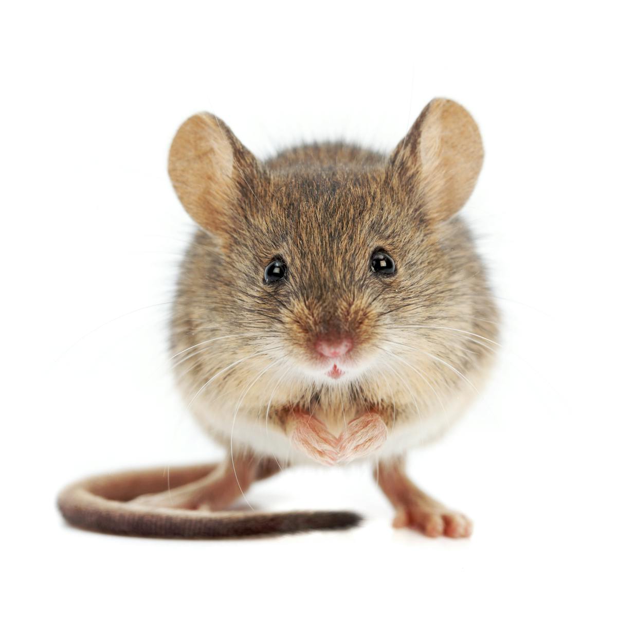 Here's what that house proud mouse was doing – plus five other animals who  take cleaning seriously