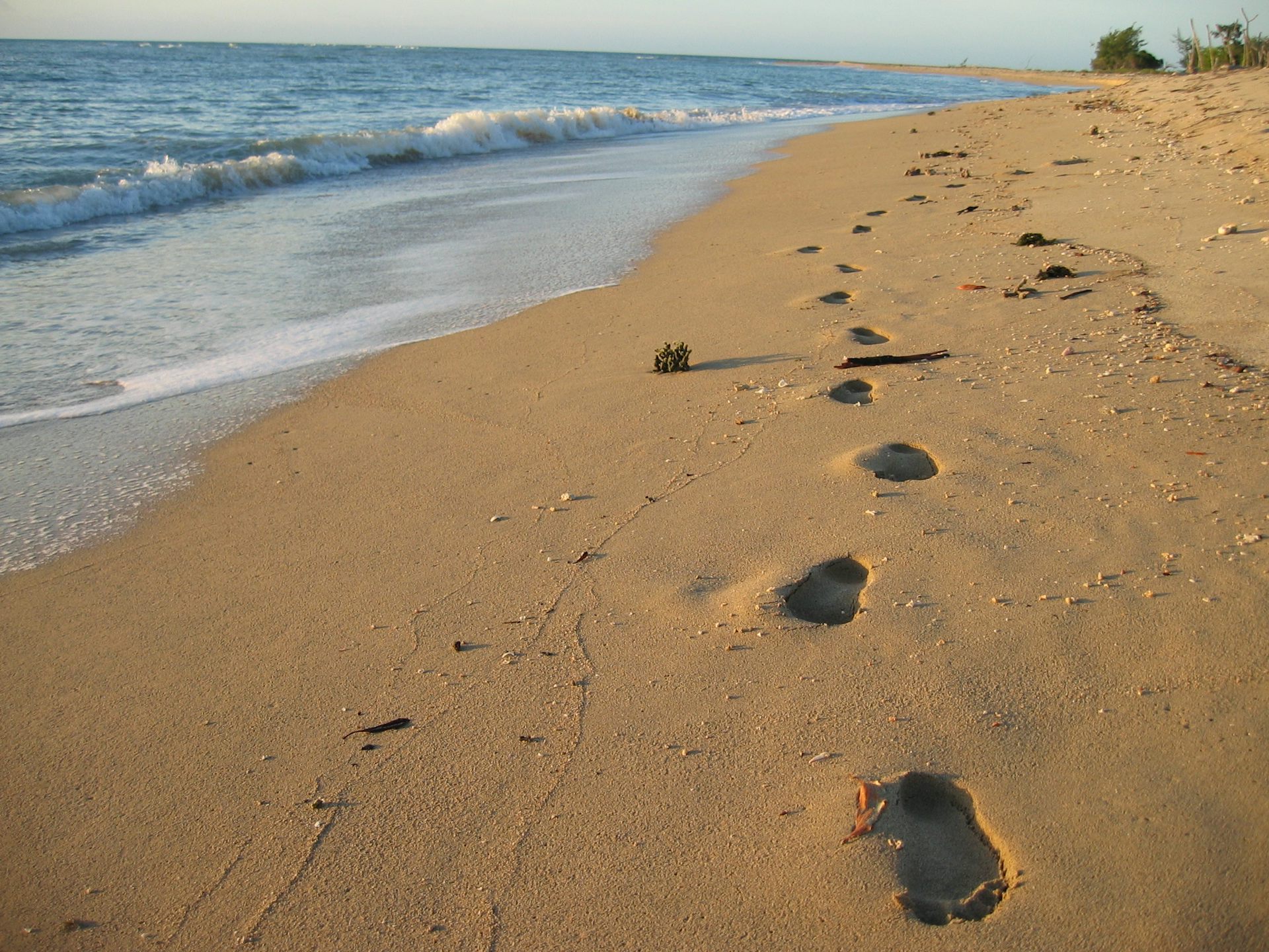 the first people to arrive in Australia came in large numbers, and on purpose