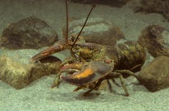 Citizen science shows that climate change is rapidly reshaping Long Island Sound