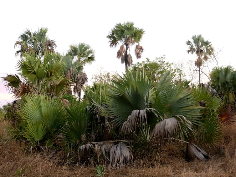 Last of the giants: What killed off Madagascar's megafauna a thousand years ago?